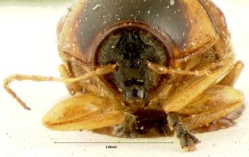 Media type: image; Entomology 20035   Aspect: head frontal view